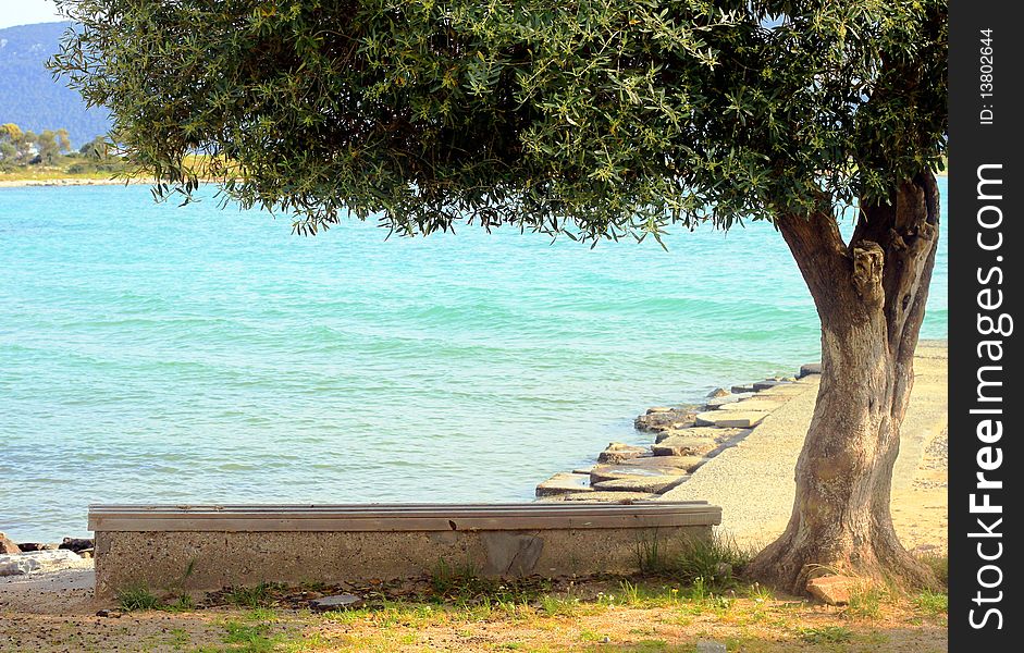 Bank under the tree with sea view. Bank under the tree with sea view