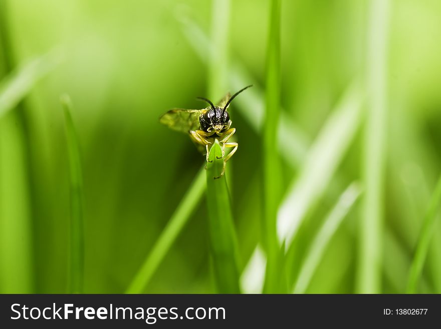 Beetle on a grass, macro. Beetle on a grass, macro