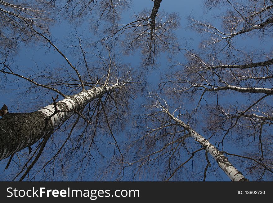 Blue sky in a forest in spring