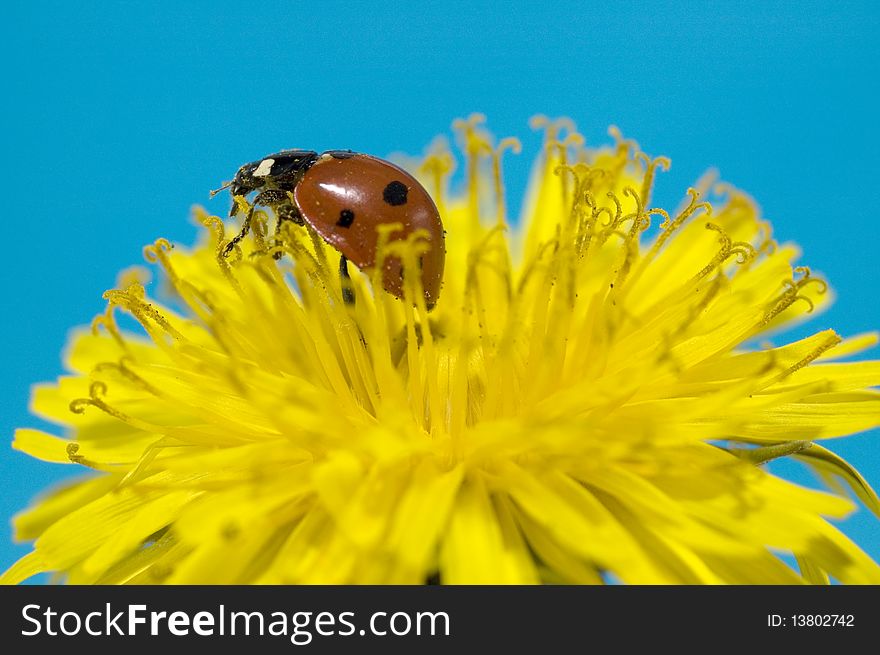 Ladybug on Yellow flower isolated on blue background