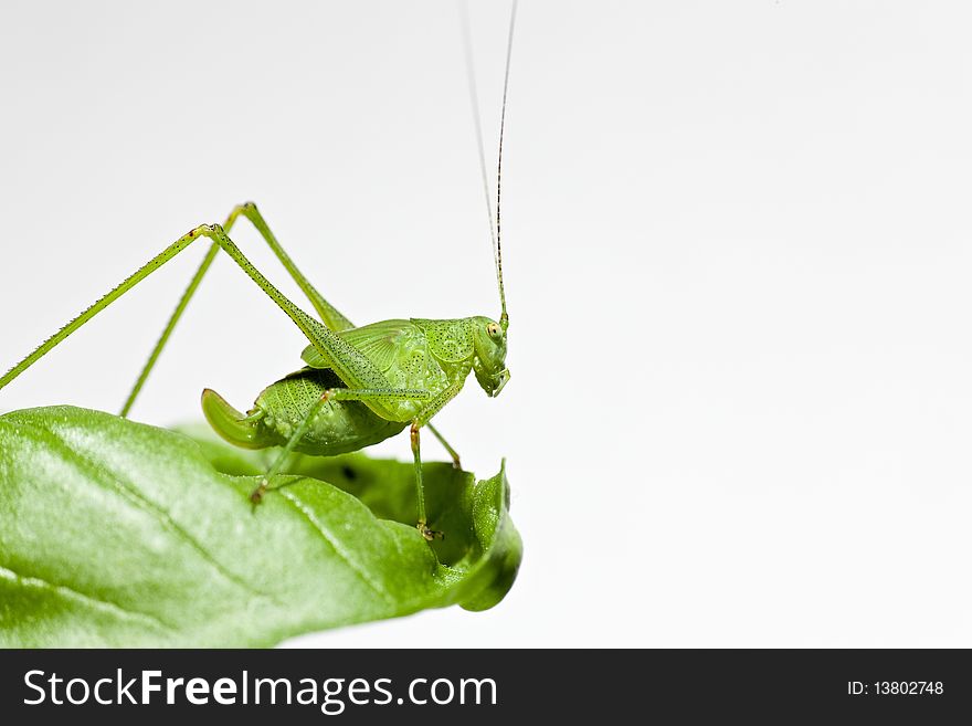 Common Green Grasshopper (Omocestus viridulus) on a leaf