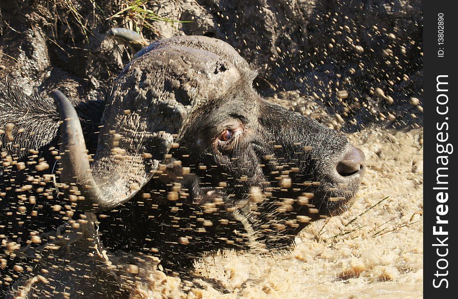 Buffalo running into a pool of water before having a mud bath on a hot morning in South Africa\'s Eastern Cape. Buffalo running into a pool of water before having a mud bath on a hot morning in South Africa\'s Eastern Cape