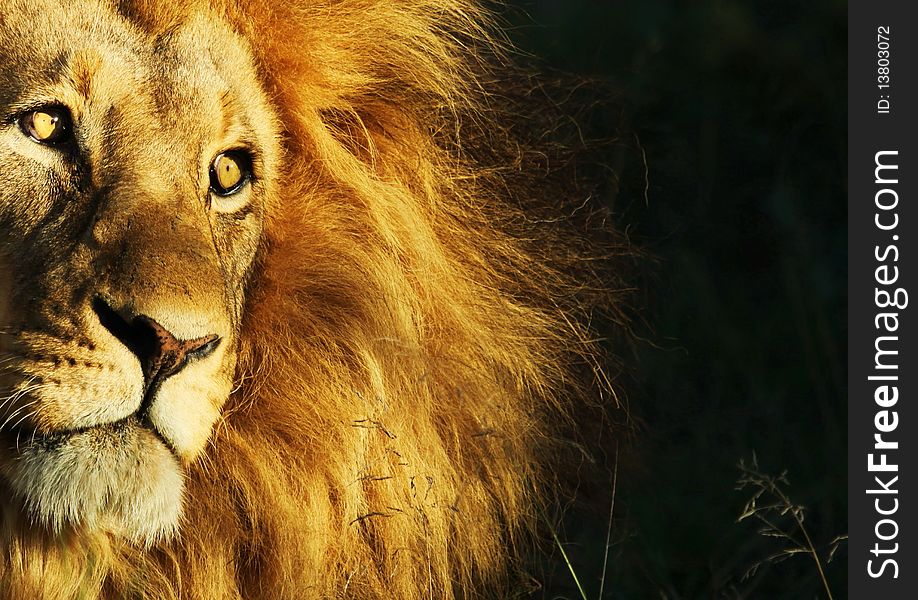 Lion staring into the sun on a late afternoon in South Africa. Lion staring into the sun on a late afternoon in South Africa