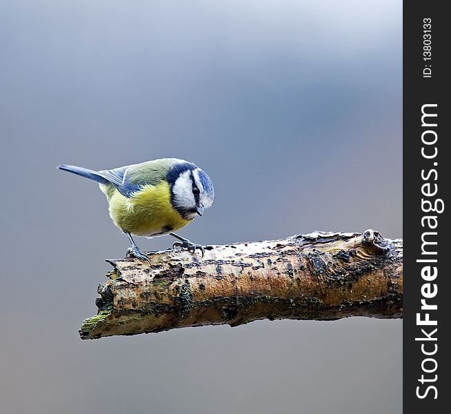 Adult Blue Tit on branch looking at camera