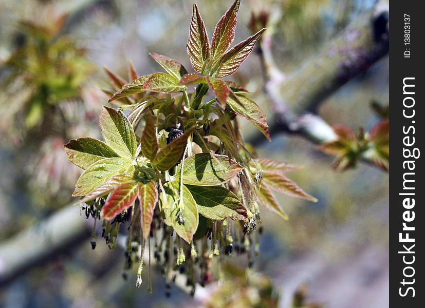 Spring leaves branch, bright, close