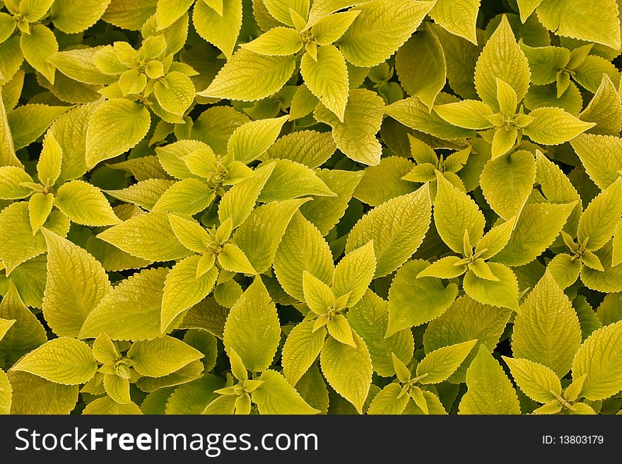 Area bright green leaf coleus close-up, macro