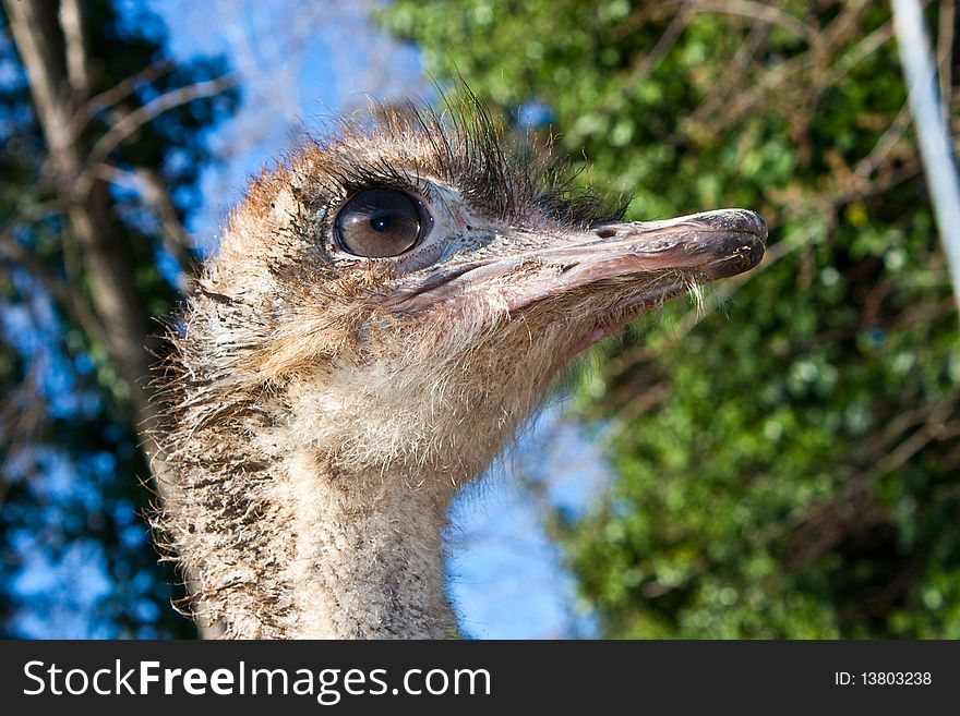 Ostrich portrait in Etosha National Park, Namibia