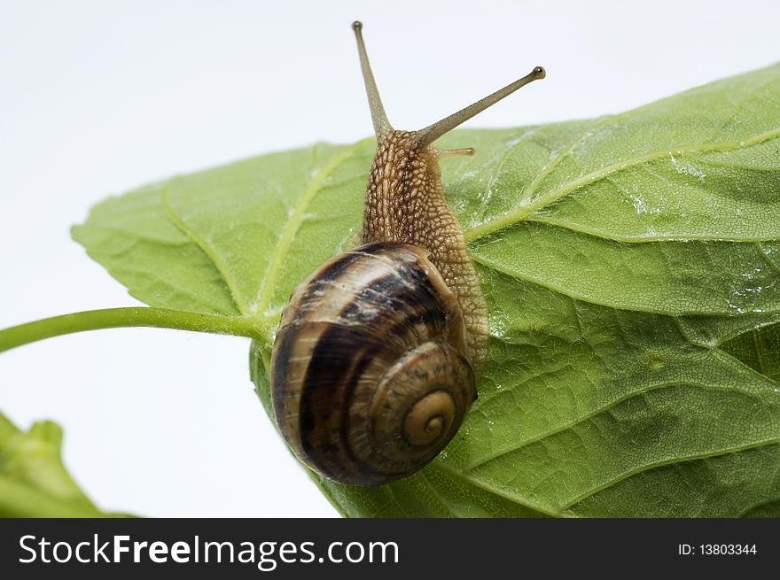 Brown snail on a green leaf. Brown snail on a green leaf.