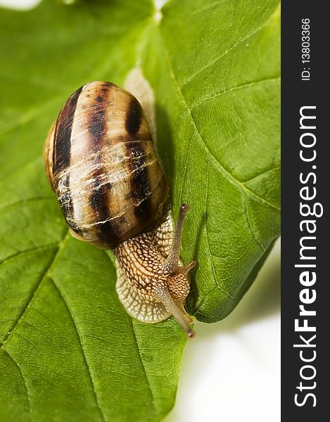 Snail On Green Leaf