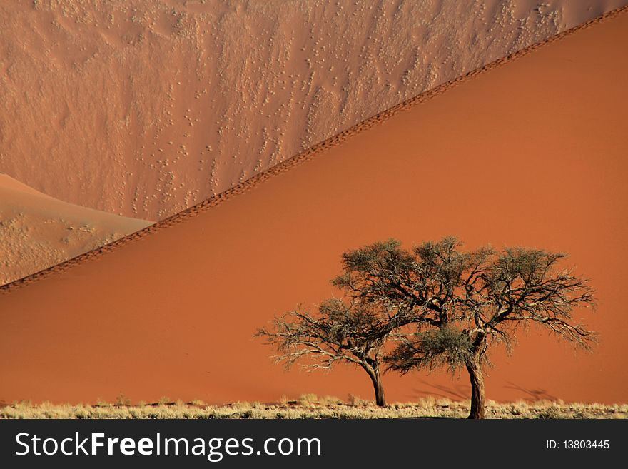 Single tree with sand dunes on background