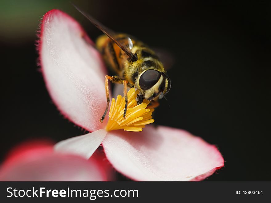 Bee Carabinae Sitting On Blossoming Flower Begonia