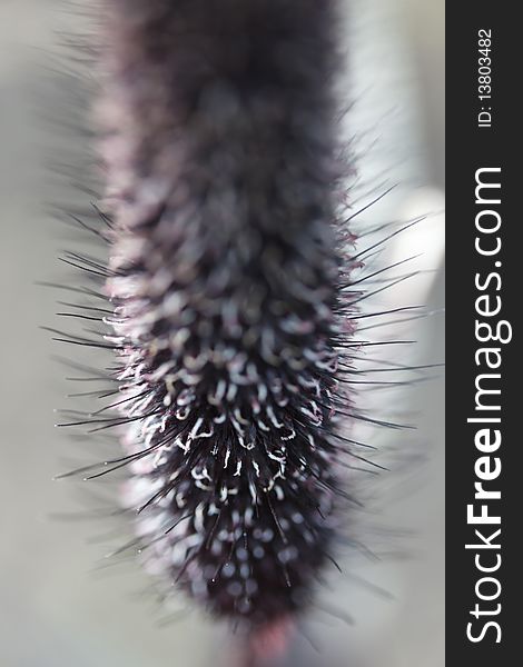 Inflorescence bristle grass gray, close-up