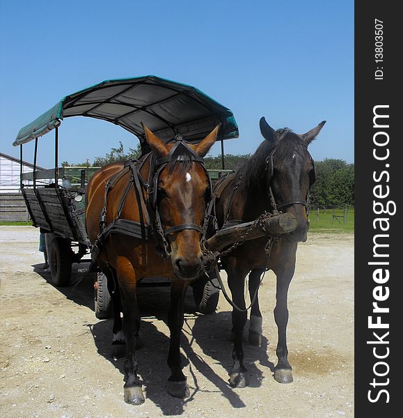 Harness of horses waiting for the tourists for a visit of a reserve in the big Hungarian plain. Harness of horses waiting for the tourists for a visit of a reserve in the big Hungarian plain.