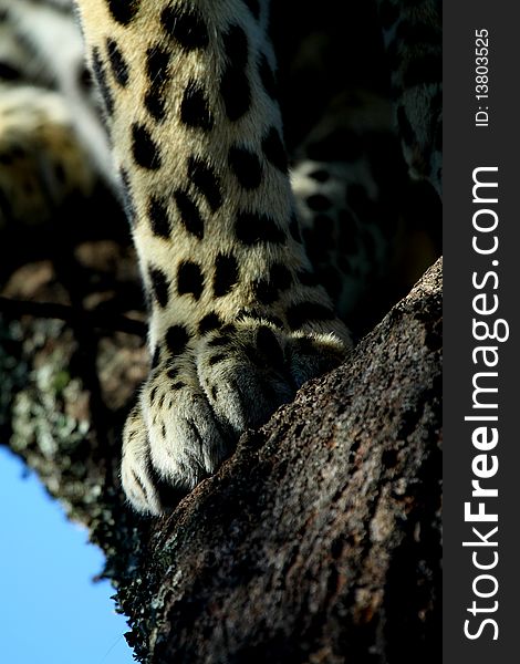 Leopard leg and paw as the creature sits high up in a thorn tree looking down on the world. Leopard leg and paw as the creature sits high up in a thorn tree looking down on the world.