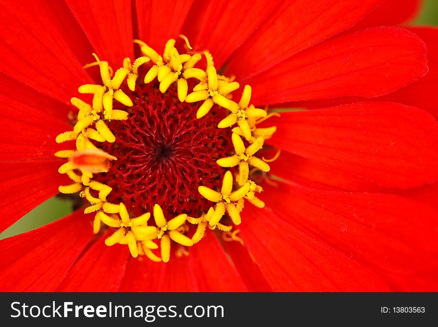 Stamens Of The Flower Zinnia  With Reds Leaves