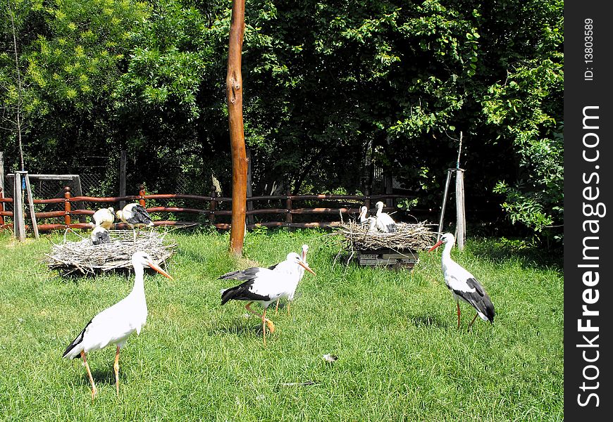 Wounded storks  in convalescence in a ornithological center. Wounded storks  in convalescence in a ornithological center.