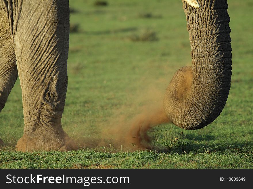 An elephant feeding on grass but as he picks it up the dust and ground form some interesting shapes. An elephant feeding on grass but as he picks it up the dust and ground form some interesting shapes.