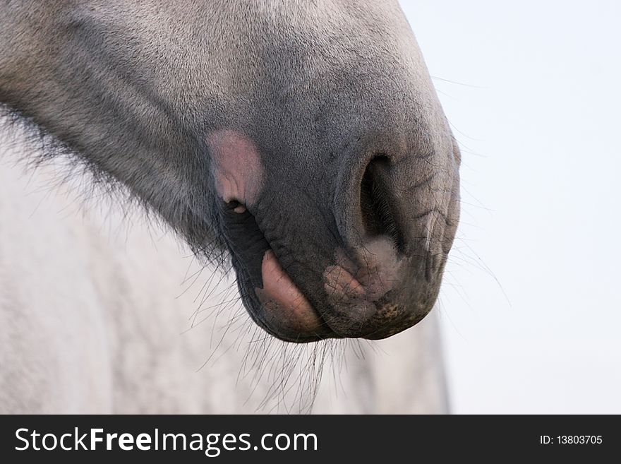 Beautiful nose of a grey horse. Beautiful nose of a grey horse