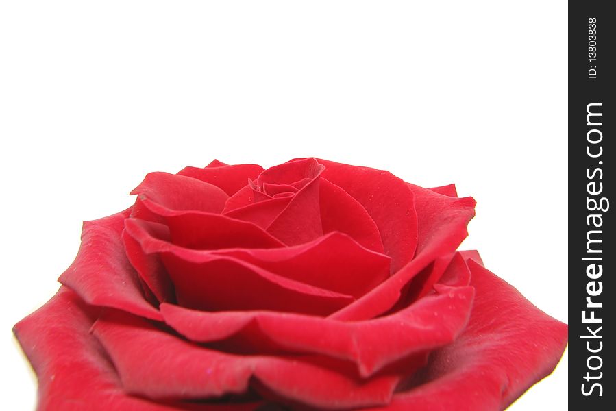 Red damask rose heart closeup