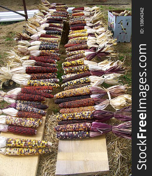 Indian corn all laid out in in all their beautiful colors all in rows. Indian corn all laid out in in all their beautiful colors all in rows.