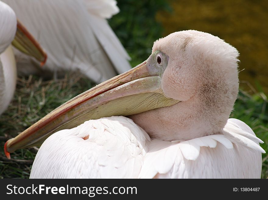 A pelican looking over its shoulder