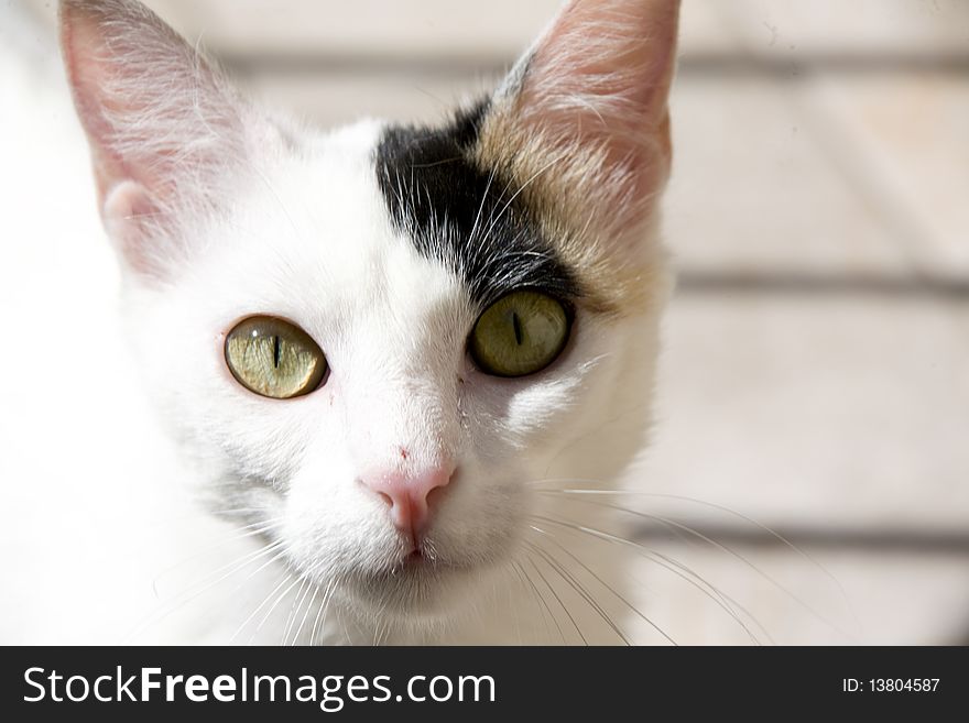 White kitten muzzle can used as a background. White kitten muzzle can used as a background