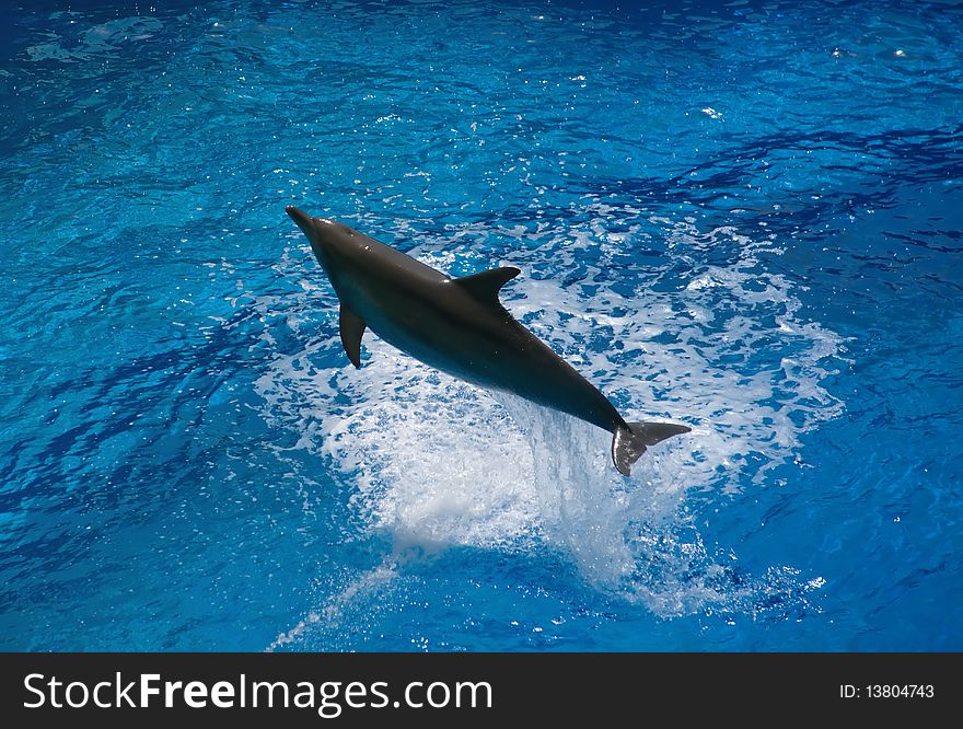 Dolphin jump out of the water. Dolphin jump out of the water