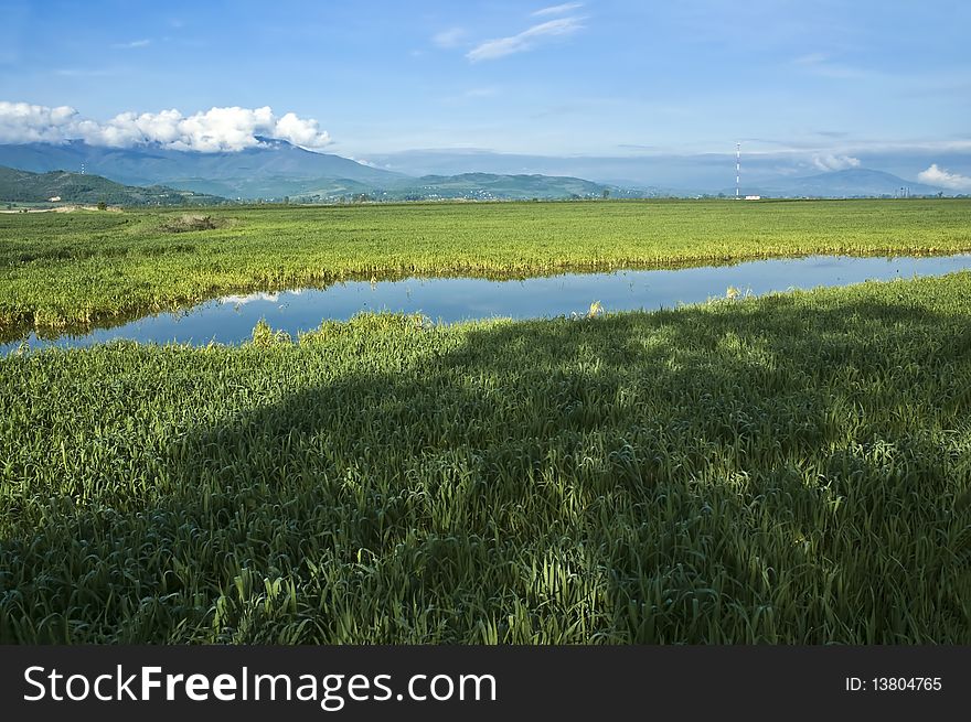 Wheat Field And Pond