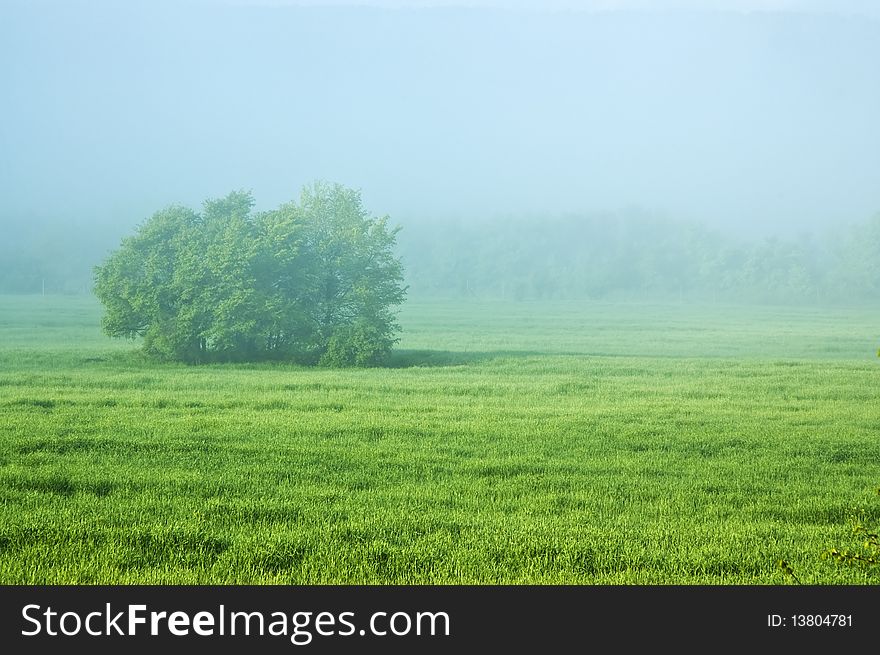 Foggy spring morning above field with tree. Foggy spring morning above field with tree.