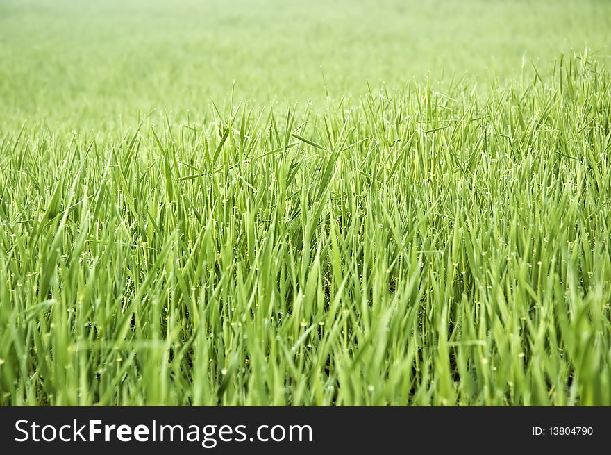 A close up of green wheat field