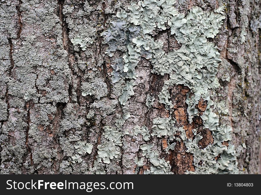 A closeup of lichen on a maple tree. A closeup of lichen on a maple tree.