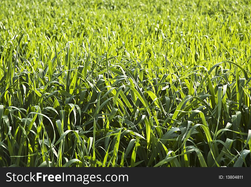 A beautiful green wheat field