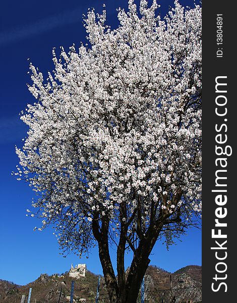 Blossoming apricot tree with the ruins of the castle of Durnstein in Lower-Austria, Austria, Europe. Blossoming apricot tree with the ruins of the castle of Durnstein in Lower-Austria, Austria, Europe