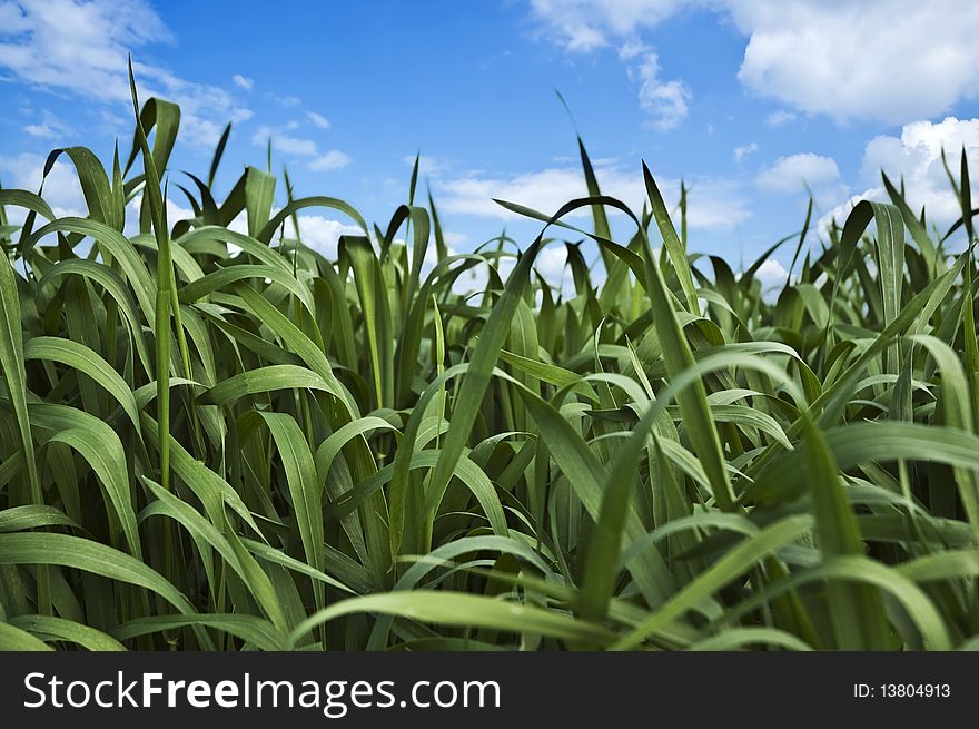 Close view of wheat field with beautiful sky in background.