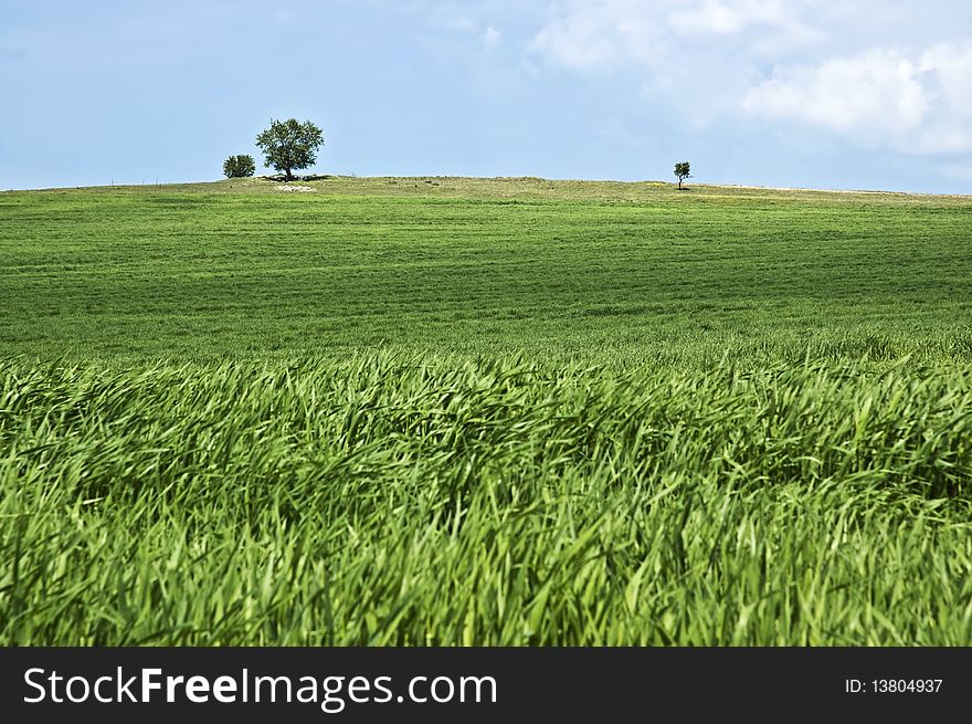 Wheat Plantation with wavy foreground caused by wind