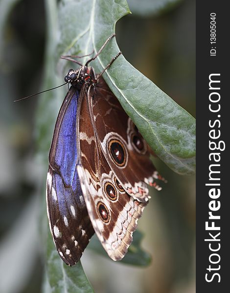 Tropical butterfly - Peleides blue morpho