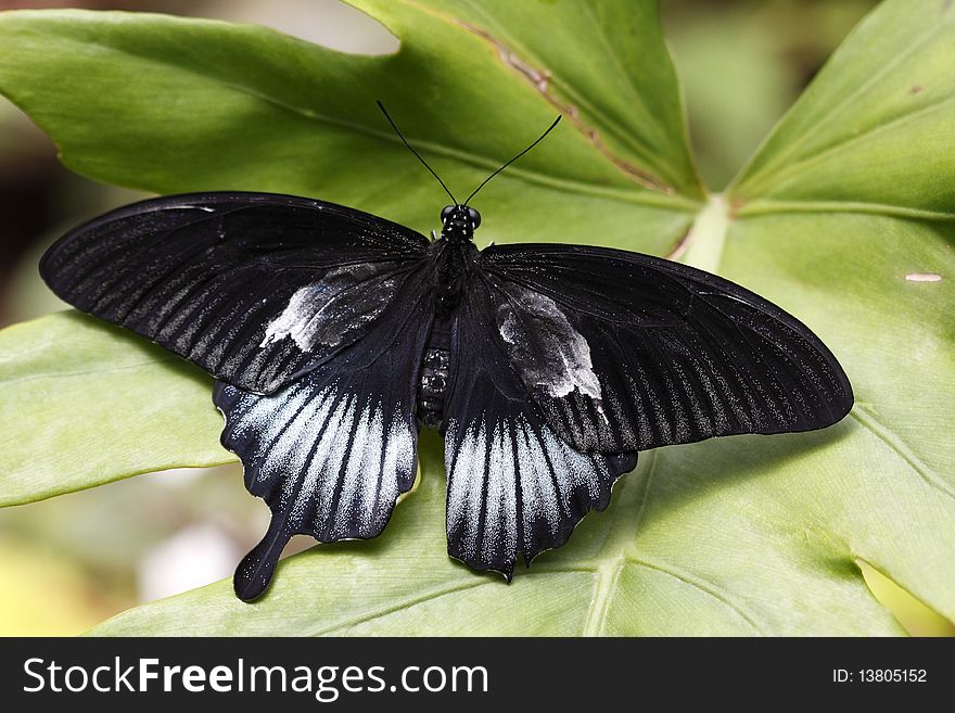 Great Mormon (Papilio memnon) is a large butterfly with contrasting colors that belongs to the Swallowtail family.