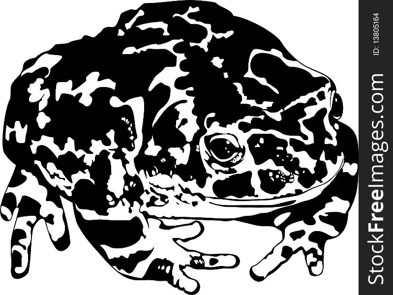 Vector illustration of isolated black-white toad