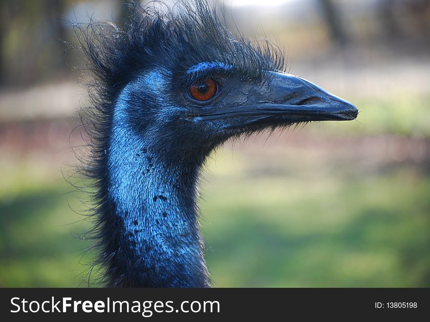 Head shot of captive Emu