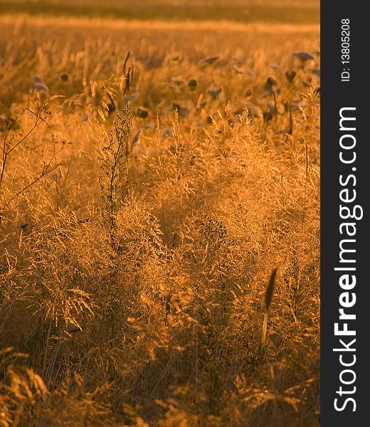 Nature. Wild whole bathed meadow in morning light of rising sun