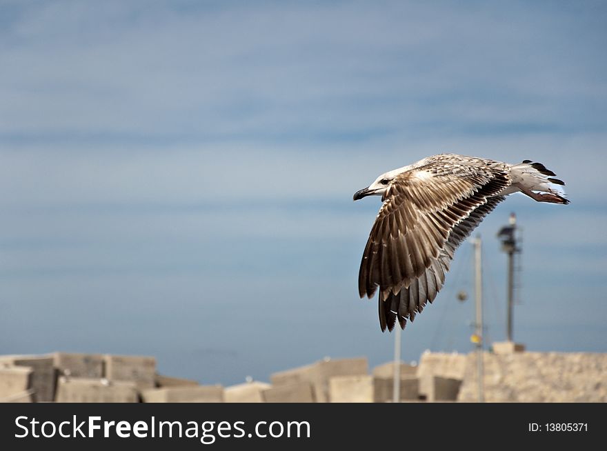 Sicily. A gull flying over a port.