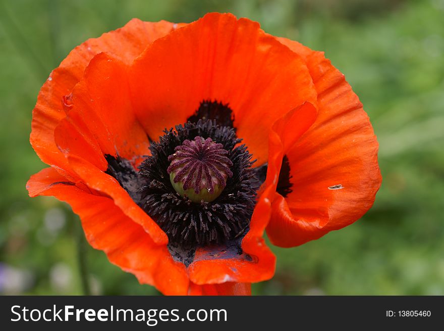 Orange poppy has a large black pod.