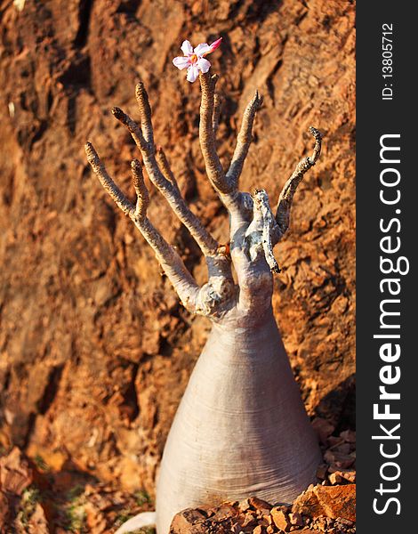 Bottle tree - adenium obesum â€“ endemic tree of Socotra Island