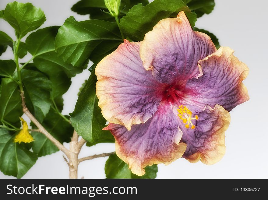 Detail of hibiscus Gator Pride flower