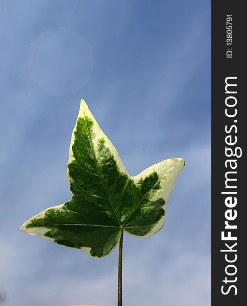 One ivy leaf on bluesky background.close up or macro shot. One ivy leaf on bluesky background.close up or macro shot.