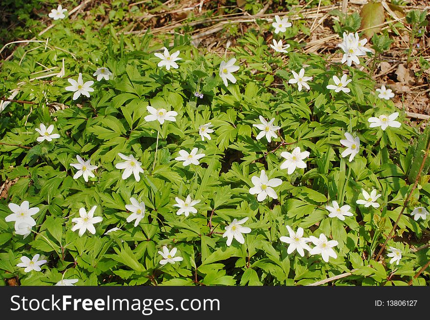 Photo of spring wood anemones in forest, anemone nemorosa. Photo of spring wood anemones in forest, anemone nemorosa