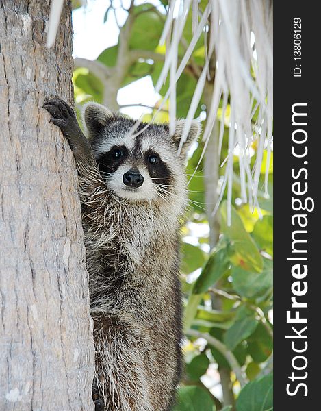 Cute little raccoon on a palm tree in Florida. Cute little raccoon on a palm tree in Florida.
