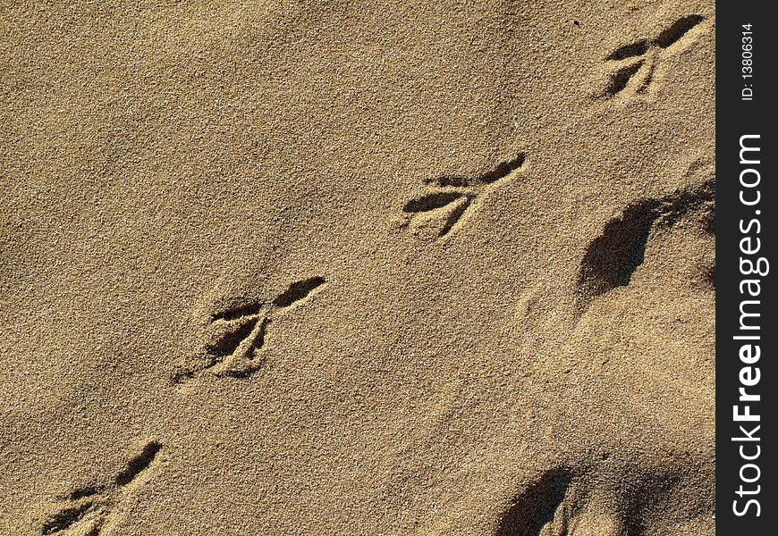 Gull footprints on the sand. Gull footprints on the sand