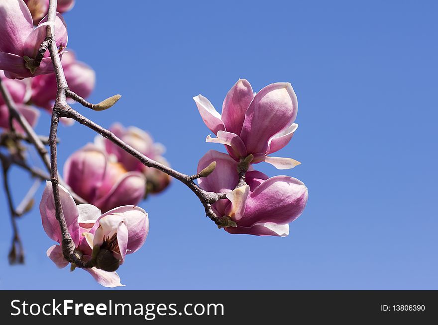 Magnolia blossoms over clear blue sky