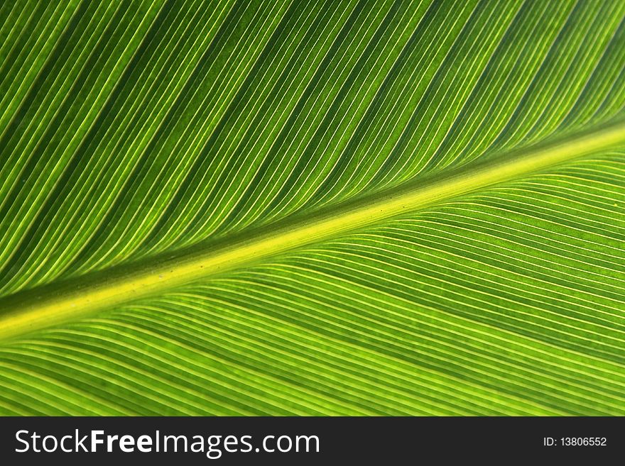 The pattern on the leaf with light tone